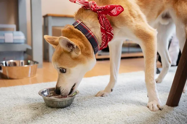 Ração de cachorro