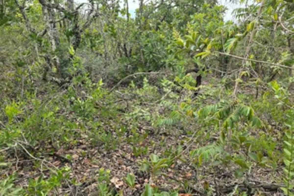 Cerrado em perigo: sombra de árvores pode matar plantas rasteiras