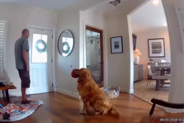 Golden retriever surpreende ao receber bandido com brinquedo na boca
