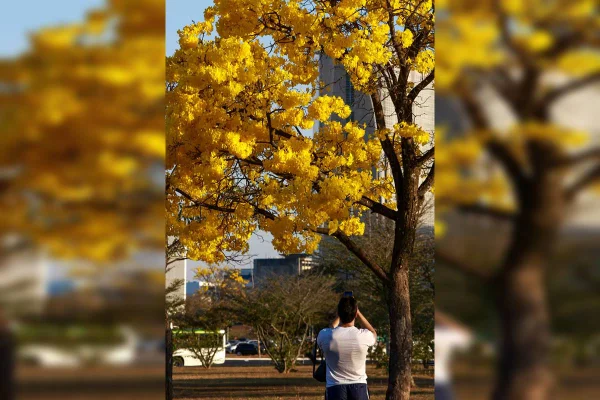 Minha Brasília Amarela: ipês inundam DF e deixam moradores apaixonados - destaque galeria