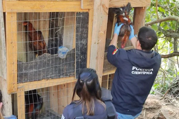 Imagem colorida, Homem é preso por organizar rinha entre 87 galos em Santa Catarina- Metrópoles