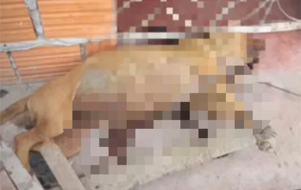 Em Parintins, dois pitbulls são abandonados