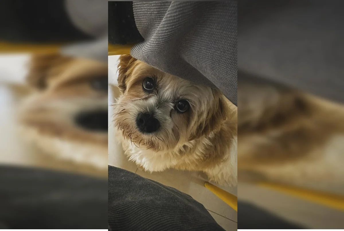 Onde está Sushi? Família procura por cachorro que fugiu em Taguatinga - imagem 4 Onde está Sushi? Família procura por cachorro que fugiu em Taguatinga - imagem 4