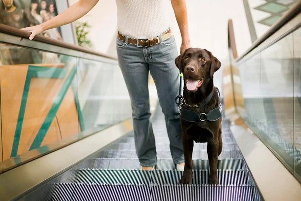 Cachorro no shopping - Metrópoles