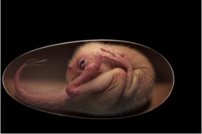 Cientistas encontram ovo com embrião de dinossauro preservado. Veja