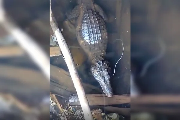 Vídeo: no DF, jacaré é visto debaixo de ponte no Lago Paranoá