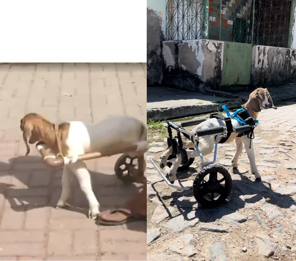 Imagem colorida de carneiro