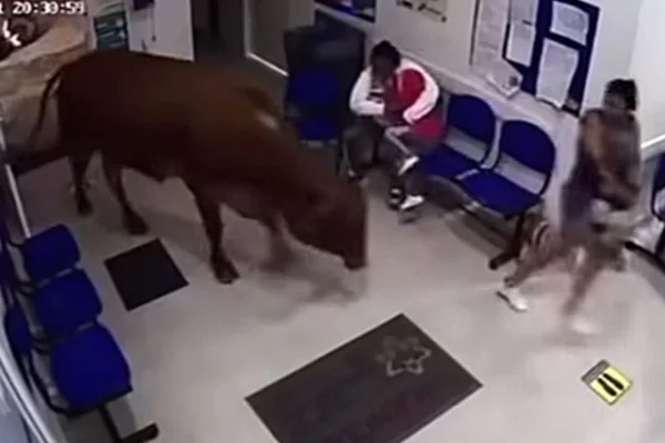 Vaca invade pronto-socorro na Colômbia