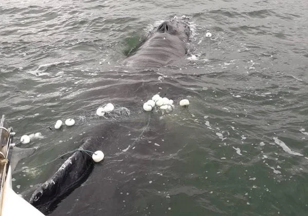 Vídeo: pescadores salvam baleia enrolada numa rede em Santa Catarina