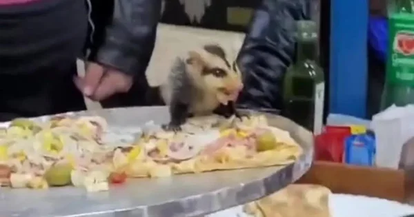 Vídeo: gambá cai do teto em cima de pizza e assusta clientes no PR
