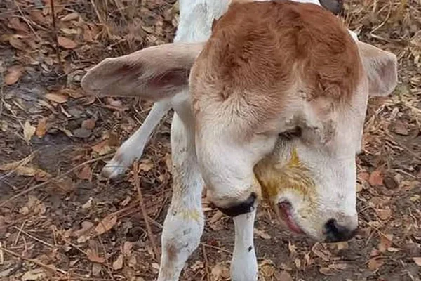 Bezerra com duas cabeças