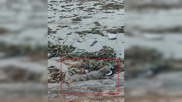 Vídeo: jacaré é encontrado na areia de praia em Maceió