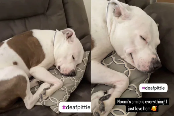 Montagem de duas imagens coloridas de cadela pit-bull dormindo no sofá