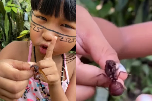Imagem colorida, Criança indígena ensina como comer tanajura e encanta internautas - Metrópoles