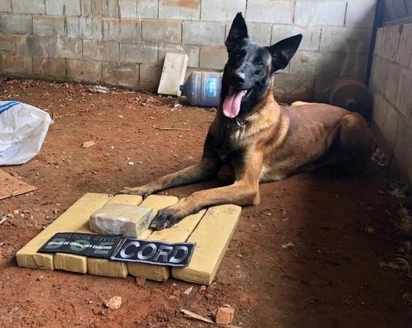 cachorro farejador