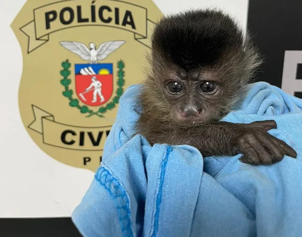 Tráfico na rede: criminosos vendem espécies ameaçadas de extinção em grupos on-line
