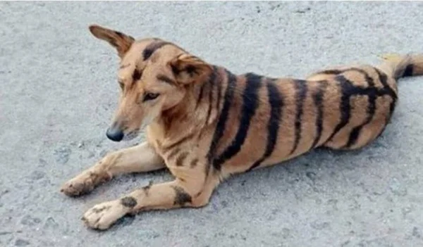 O que são cães híbridos?