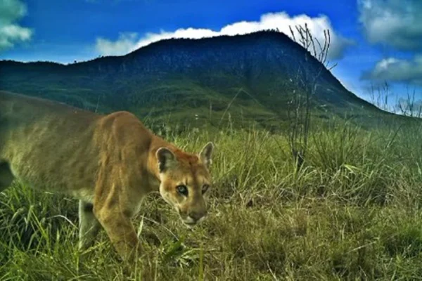 Imagens feitas por visitantes flagram onças na região da Chapada