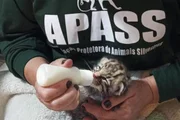 Filhote de felino é encontrado em fazenda de SP após fortes chuvas Filhote de felino é encontrado em fazenda de SP após fortes chuvas