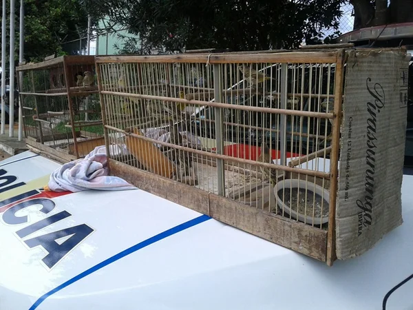 Polícia prende homem com 18 pássaros em Samambaia