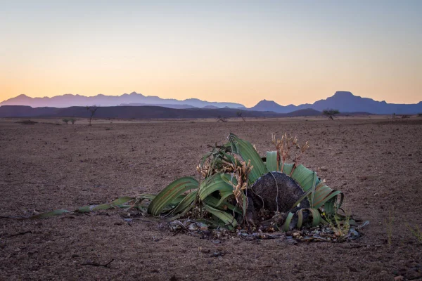 Welwitschia mirabilis