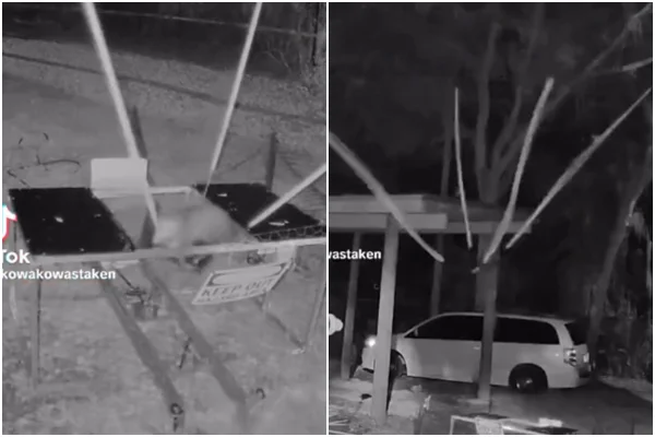 Influenciador é investigado após lançar animal em “catapulta”