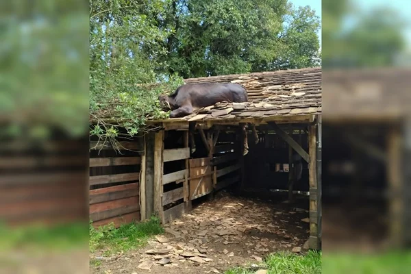 Vaca vai parar no telhado e é resgatada pelos bombeiros em Santa Catarina