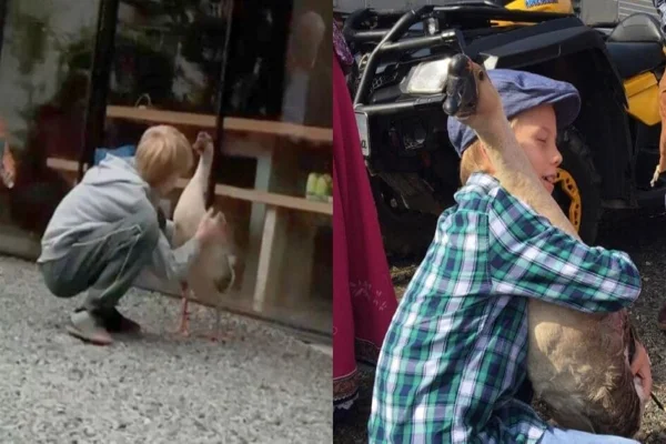 Imagem colorida, ganso é encontrado em área de mata e revê amigo após 18 dias- Metrópoles