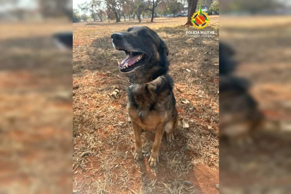 Imagem colorida de cachorro da PMDF