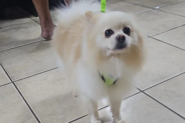 Doguinho “sequestrado” é devolvido a família após ser pego na frente de casa