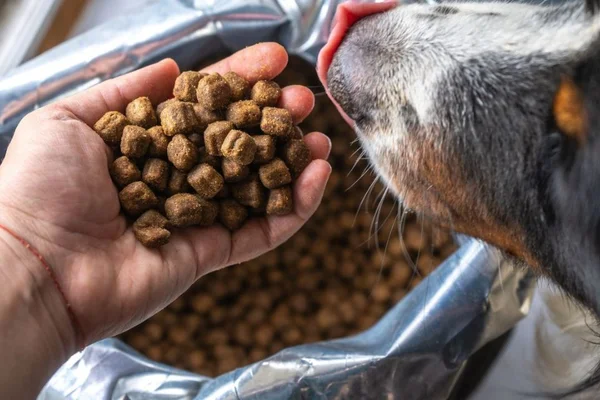 ração para cachorro na mão de tutora
