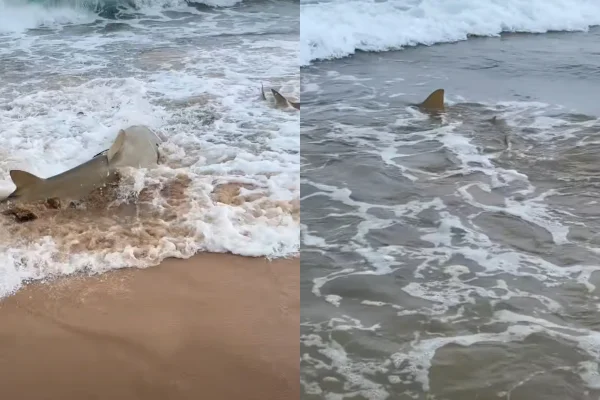 Imagem colorida, Praia com tubarões em Fernando de Noronha viraliza após ataques no PE - Metrópoles