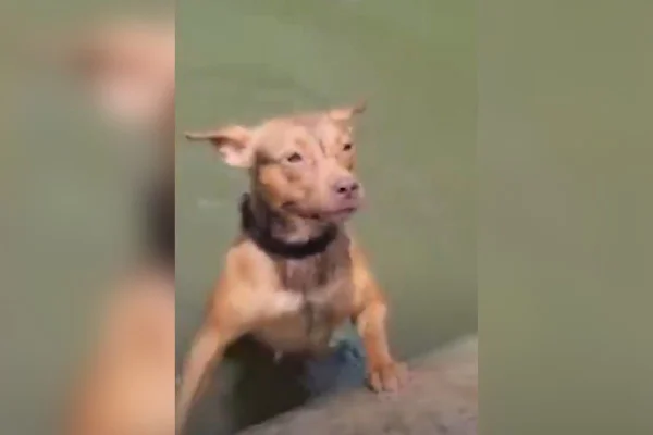 Imagem colorida mostra cachorro de cor marrom clara dentro de água de lagoa - Metrópoles