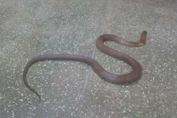 Imagem colorida mostra cobra naja que sumiu do Instituto Butantan - Metrópoles