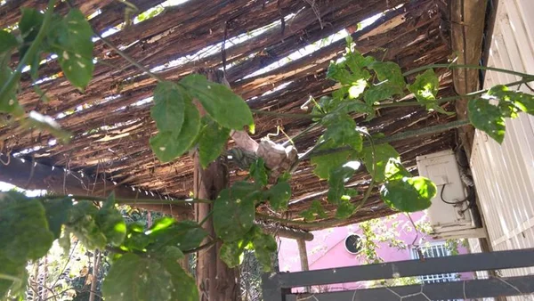 Batalhão Ambiental resgata jiboia no Jardim Botânico nesta quinta