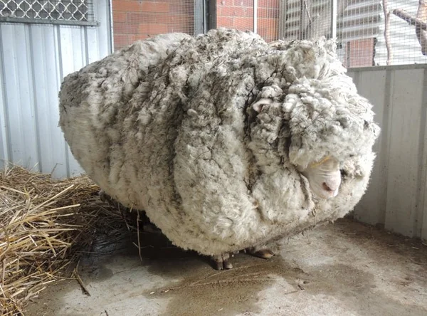 Ovelha peluda perde 40kg ao ser tosada
