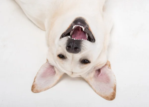 cachorro feliz