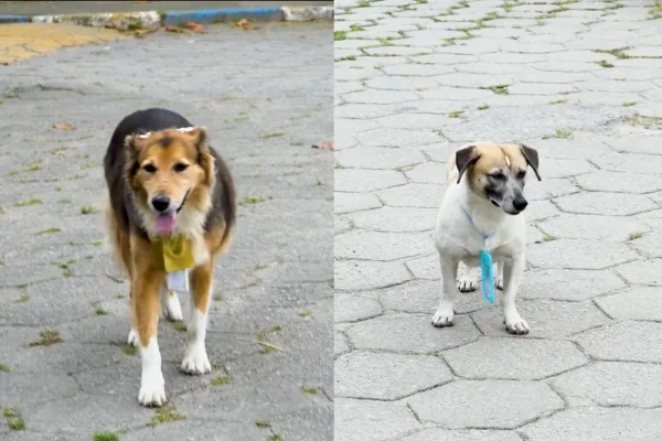 cachorros adotados pela prefeitura do guarujá