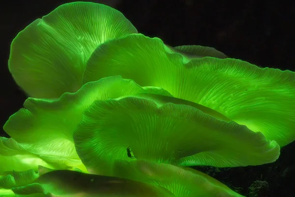 Imagem mostra cogumelo-fantasma, que é luminescente e brilha em verde - Metrópoles
