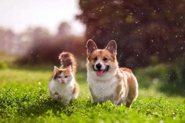 Astrologia e animais: conheça mais seu pet por meio do signo dele