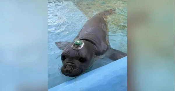 Filhote de elefante-marinho com “antena” passa por SC em aventura rumo à Argentina