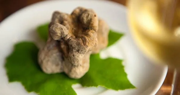 Così Brasília realiza festival de trufas brancas com cinco etapas