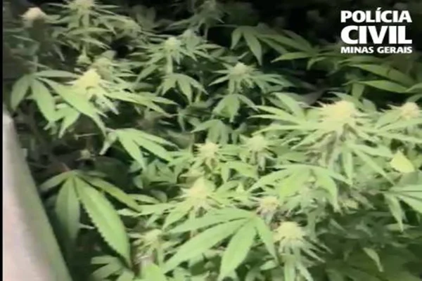 Imagem colorida mostra maconha apreendida com biólogo em BH - Metrópoles