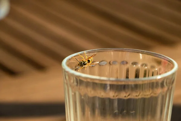 Mosca apoiada na lateral de copo