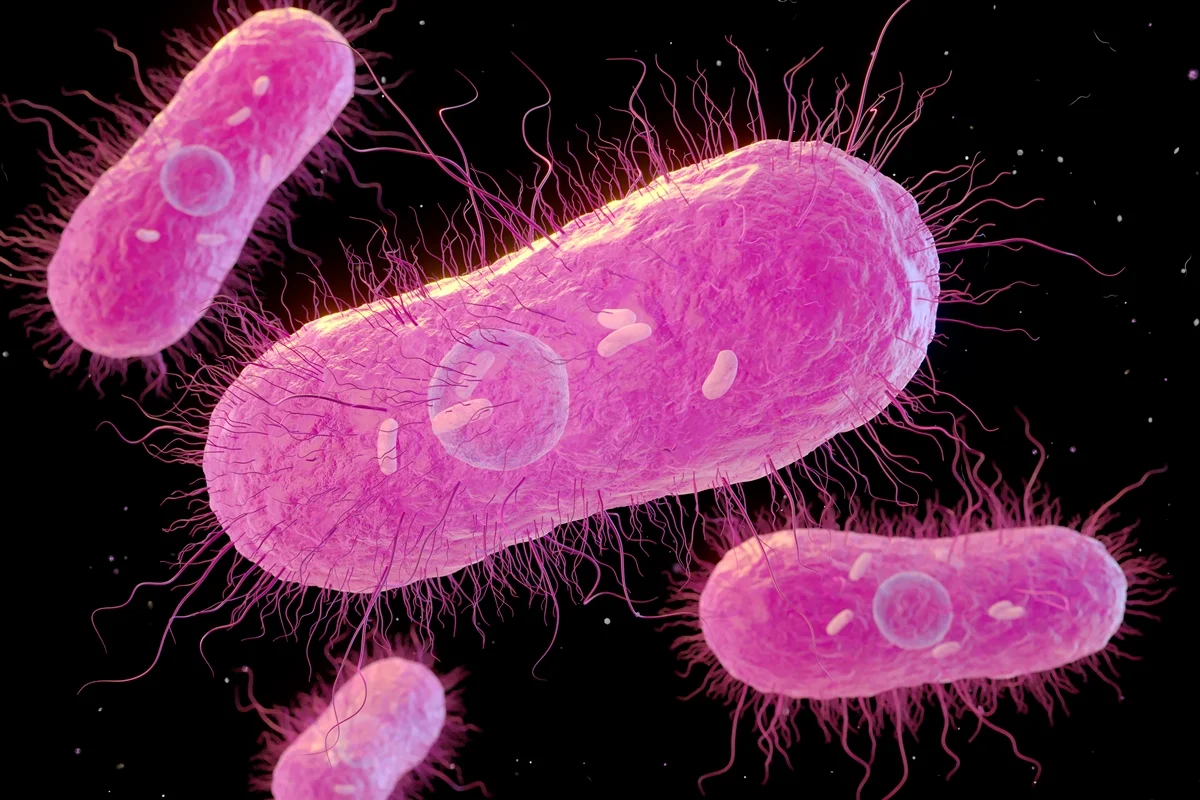 Salmonella: a bactéria perigosa que causa intoxicação alimentar grave e pode levar à morte