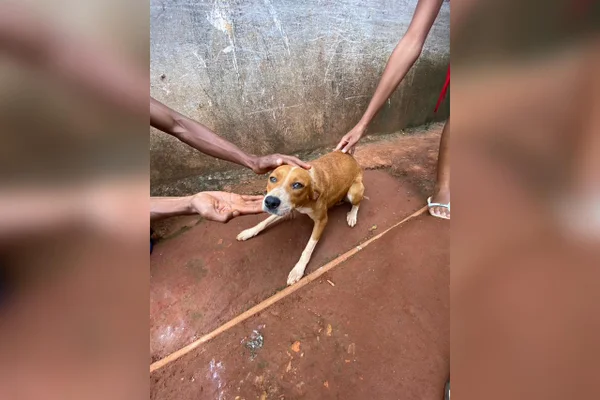 Homem é preso pela PCGO após estuprar cadela em Formosa