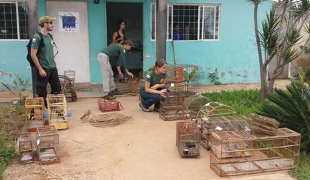 Ibram desarticula tráfico de animais silvestres na Estrutural