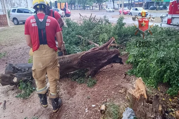 Temporal derruba arvores e causa transtorno no trânsito no Gama. Vídeo