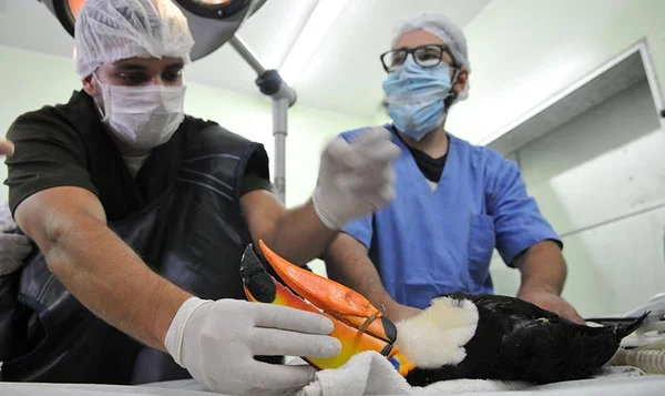 Com bico quebrado, tucano é operado no zoológico de Brasília