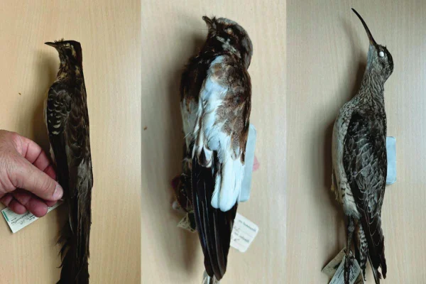 Aves catalogadas em São Paulo - Metrópoles